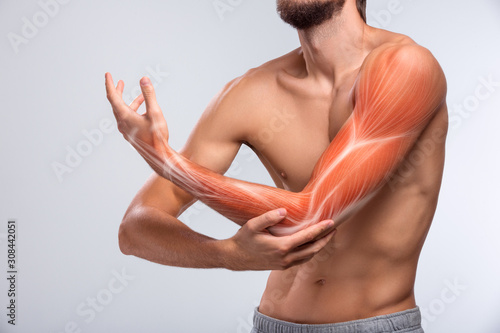 Human arm pain, anatomy of human arm
