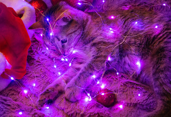 Wall Mural - Cat lying on soft plaid and playing with led light garland in Christmas night.