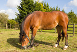 Bay pony with overgrown sore feet stands uncomfortably on grass