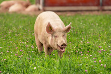 Large Female Pig Grazing Freely In A Green Summer Field