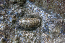 Chitons Are Marine Molluscs Of Varying Size In Polyplacophora Class. Polyplacophoran Mollusk On A Rock Off Coast Of The Red Sea. Chiton Have A Shell Consisting Of Eight Separate Shell Plates Or Valves