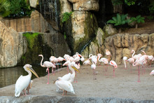 Group Of Common Pelicans, Pelecanus Onocrotalus, Arguing Among Themselves With Flamingos In The Background.