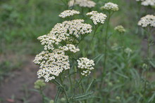 Achillea Millefolium, A Hairy Herb With A Rhizome, An Asteraceae Family. White Flowers Surrounded By Leaves. Horizontal Photo