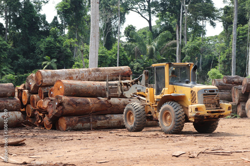 Wheel loader arranging piles of native wood logs extracted from the Brazilian Amazon rainforest region in a stockyard