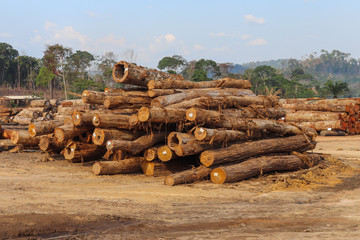 Wall Mural - Stockyard with piles of native wood logs extracted from a brazilian Amazon rainforest region, seen in the background.