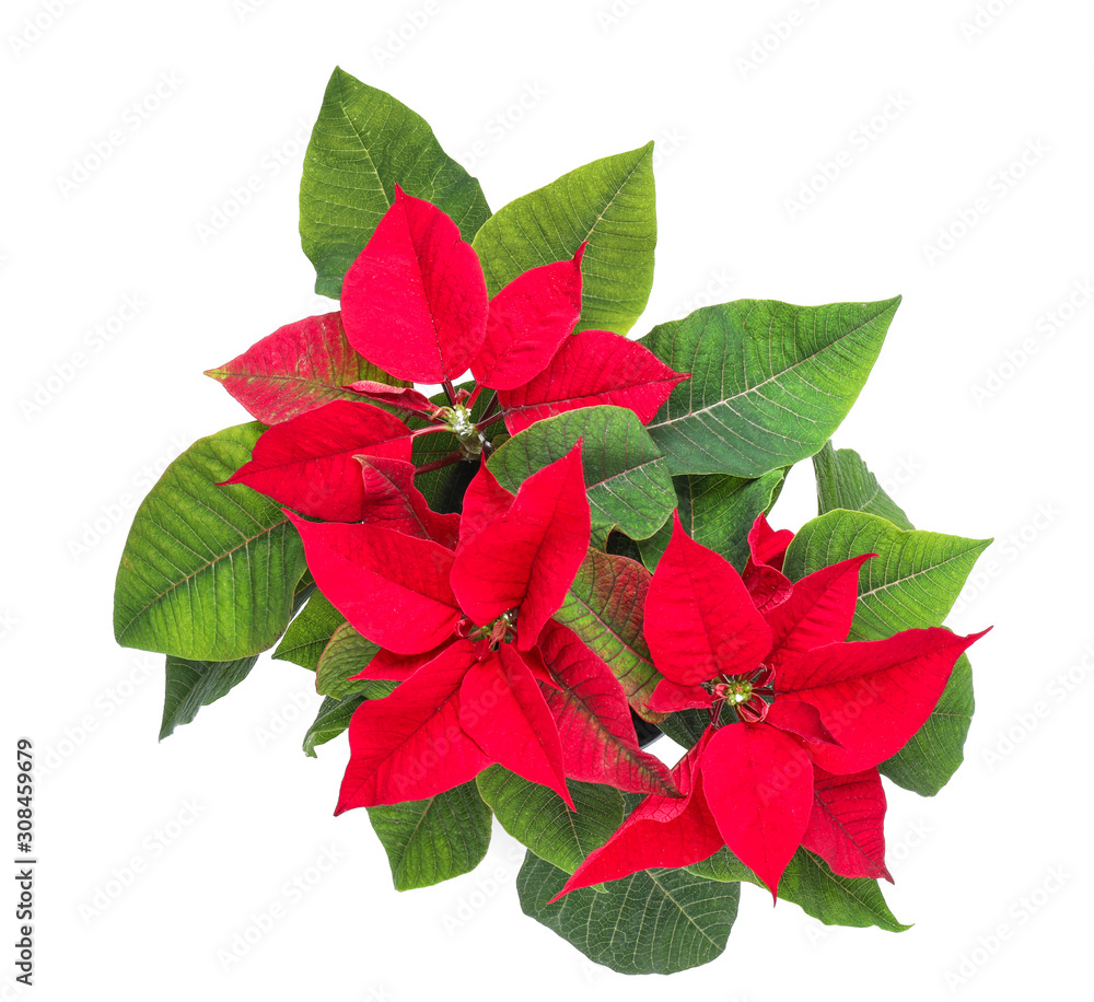 Christmas plant poinsettia on white background