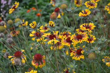 Wall Mural - Flower garden, home flower bed. Beautiful summer flowers. Green. Gaillardia. G. hybrida Fanfare. Unusual. Bright yellow flowers