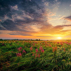 Summer field full of grass and flowers, sun set sky above. Beautiful sunset landscape.