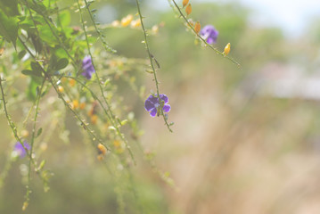Wall Mural - small fresh purple flowers.