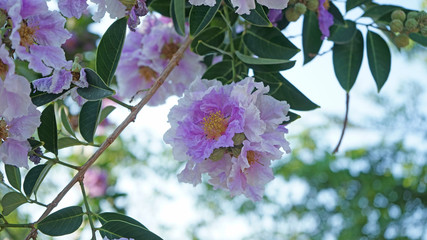 Wall Mural - Purple flowers blooming in the garden.
