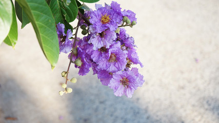 Wall Mural - Purple flowers blooming in the garden.