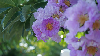 Wall Mural - Purple flowers blooming in the garden.