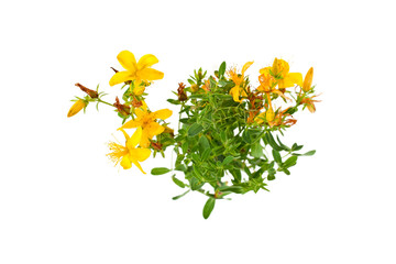 St. John's wort (Hypericum perforatum) isolated on a white background.