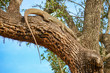 Montior Lizzard auf Baum in Sri Lanka