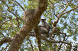 Affe auf Baum in Sri Lanka