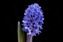 Blue Hyacinth 