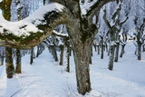 Fototapeta  - Amazing linden park in Katvari manor house garden during winter, fish eye effect