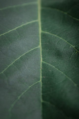 closeup of green leaf