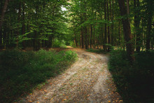 Dirt Road Through The Green Forest And Fallen Leaves