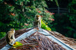 Affen auf dem Dach
