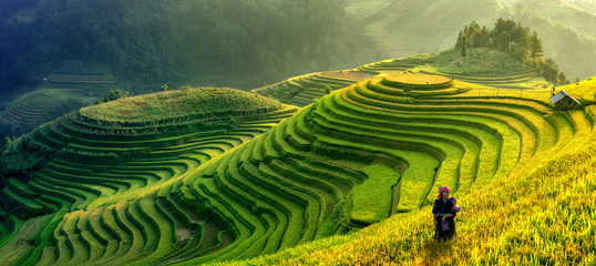 mu cang chai, vietnam landscape terraced rice field near sapa. mu cang chai rice fields stretching a