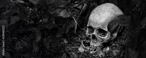 Fotografía Skull and jaw put on ground near old timber in the scary graveyard which has dim