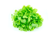 Fresh Green Oak Lettuce Leaves Vegetable Or Salad Isolated On White Background With Clipping Path