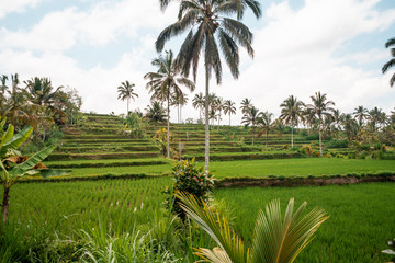 Wall Mural - Superbes rizières de riz en terrasse sur l'île de Bali 