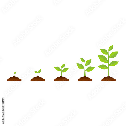 Cuadros en Lienzo The tree that grows from seed is a big tree with green color and the seedlings grow into a big tree