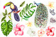 Watercolor set with tropical leaves, flowers, peacock and tukan bird, butterfly. 