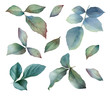 Set of picturesque rose leaves hand drawn in watercolor isolated on a white background. Botanical illustration. Ideal for creating floral arrangements for invitations, cards and patterns.