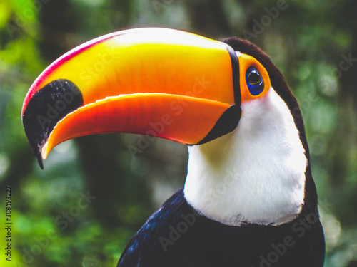 Cuadros en Lienzo colorful toucan bird of paradise