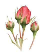 Picturesque Group Of Red Rosebuds Hand Drawn In Watercolor Isolated On A White Background. Botanical Illustration