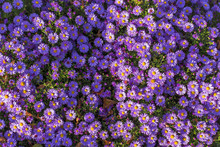 Carpet Of Autumn Purple Flowers Aster Dumosus. Blooming Carpet Of Flowers Aster Dumosus In Autumn. Cushionaster, Aster Dumosus Is A Garden Groundcover Plant. 