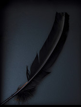 Black Feather On Dark Blue Background