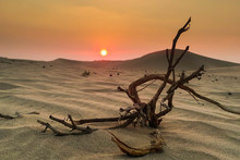 Desert Sand Dried Plant And Sunset Abu Dhabi UAE