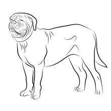 Dogue De Bordeaux, Bordeaux Mastiff, French Mastiff, Bordeaux. Isolated , Logo Contour Vector Illustration