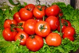Fototapeta Kuchnia - fresh tomatoes on the salad leaves