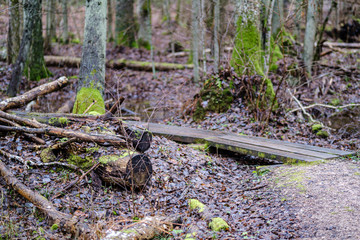 old broken tree trunk stump covered with moss in wet forest