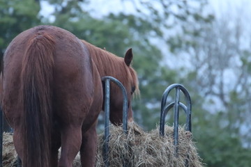 horse in the field