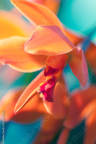 zdjecie-makro-orchidei