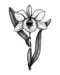 Corsage Orchid botanical  illustration. Hand drawn tropical flowering plant on white background. Exotic plant vector sketch. Tropical design element. Orchid outline.