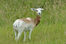 Portrait Of An Addra Gazelle Framed By Grasses 