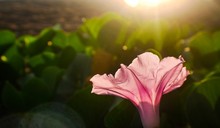 Pink Morning Glory In The Sun Light 
