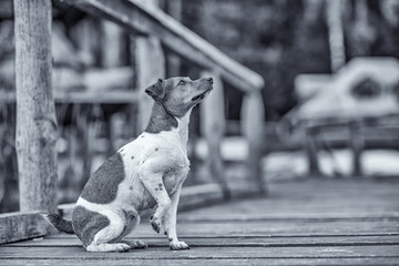 Portrait of Jack Russell Terrier in nature. Photographed in black and white style.