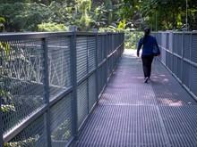 Canopy Walkway . Sky Bridge. Entrance Steel Structure Walkway On Tall Mountains With Forests At Queen Sirikit Botanic Garden In Chiang Mai Thailand.