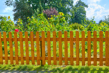 Colored garden fence with beautiful sunflowers