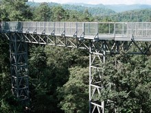 Canopy Walkway . Sky Bridge. Entrance Steel Structure Walkway On Tall Mountains With Forests At Queen Sirikit Botanic Garden In Chiang Mai Thailand.