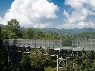 Wall Mural - Canopy walkway . Sky Bridge. Entrance steel structure walkway on tall mountains with forests at Queen Sirikit botanic garden in Chiang Mai Thailand.