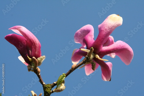 Naklejki magnolia  magnolia-magnolia-kwitnie-wiosna